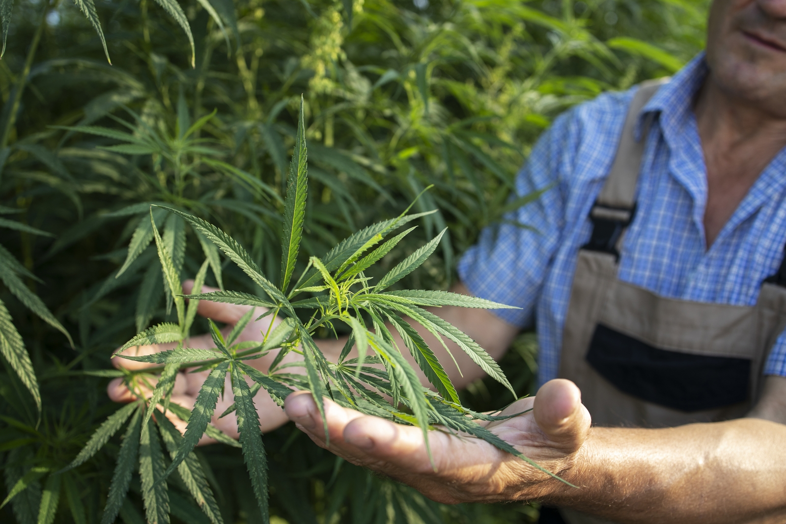 CBD and CO2